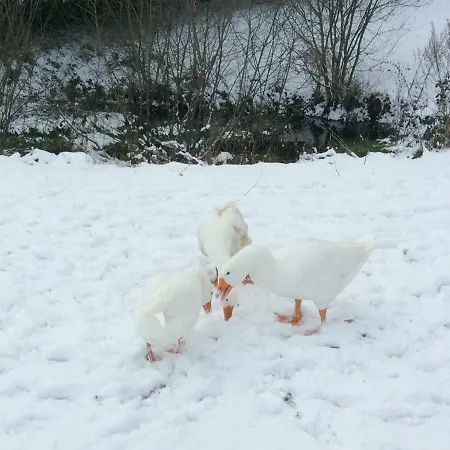 Relais Des Chaux Bed and breakfast