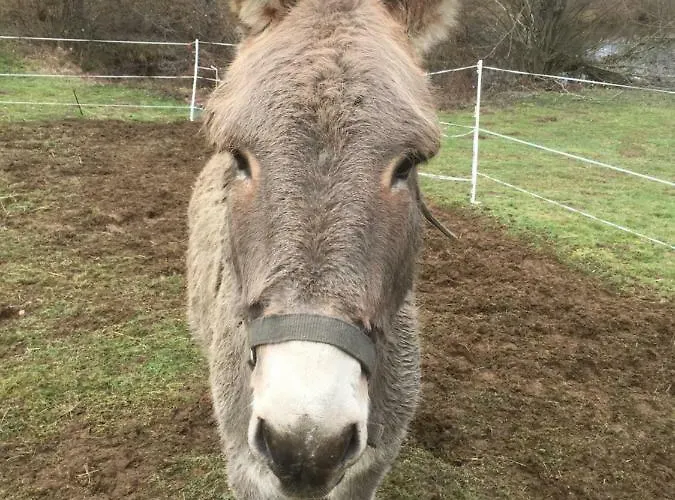 Relais Des Chaux Saint-Jean-des-Ollières